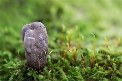 Vielgestaltige Holzkeule (Xylaria polymorpha)