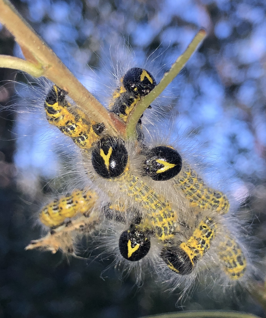 Vielköpfig