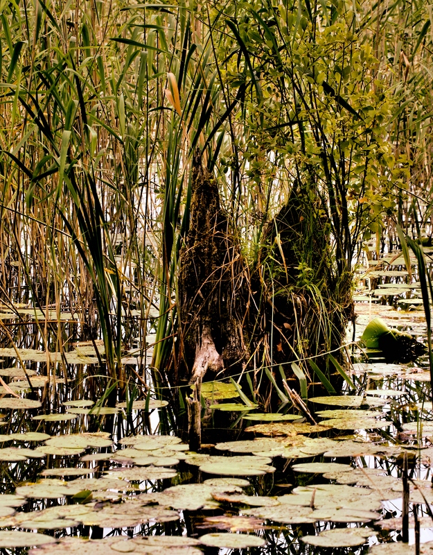 Vielleicht 2 Baumwichtel