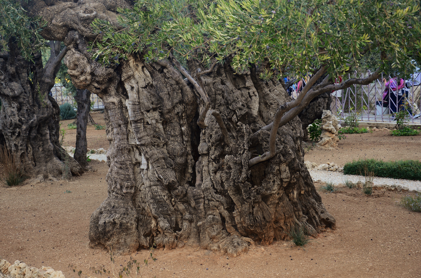 vielleicht 2000 Jahre alte Ölbäume im Garten Getsemane