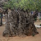 vielleicht 2000 Jahre alte Ölbäume im Garten Getsemane