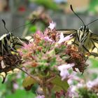 Vielleicht Brüderchen und Schwesterchen?