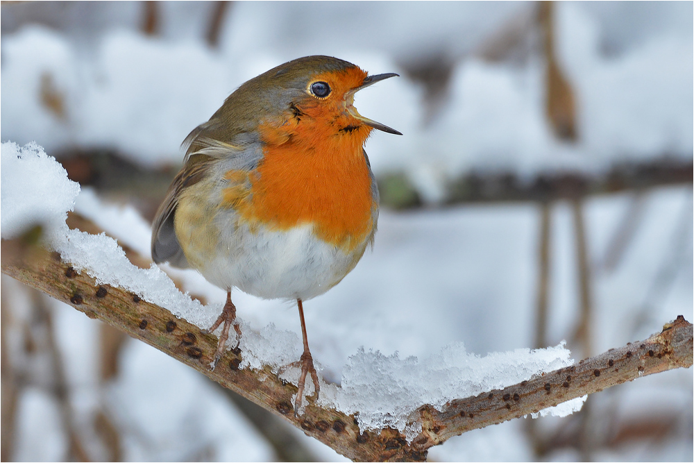 Vielleicht der erste Schnee . . .