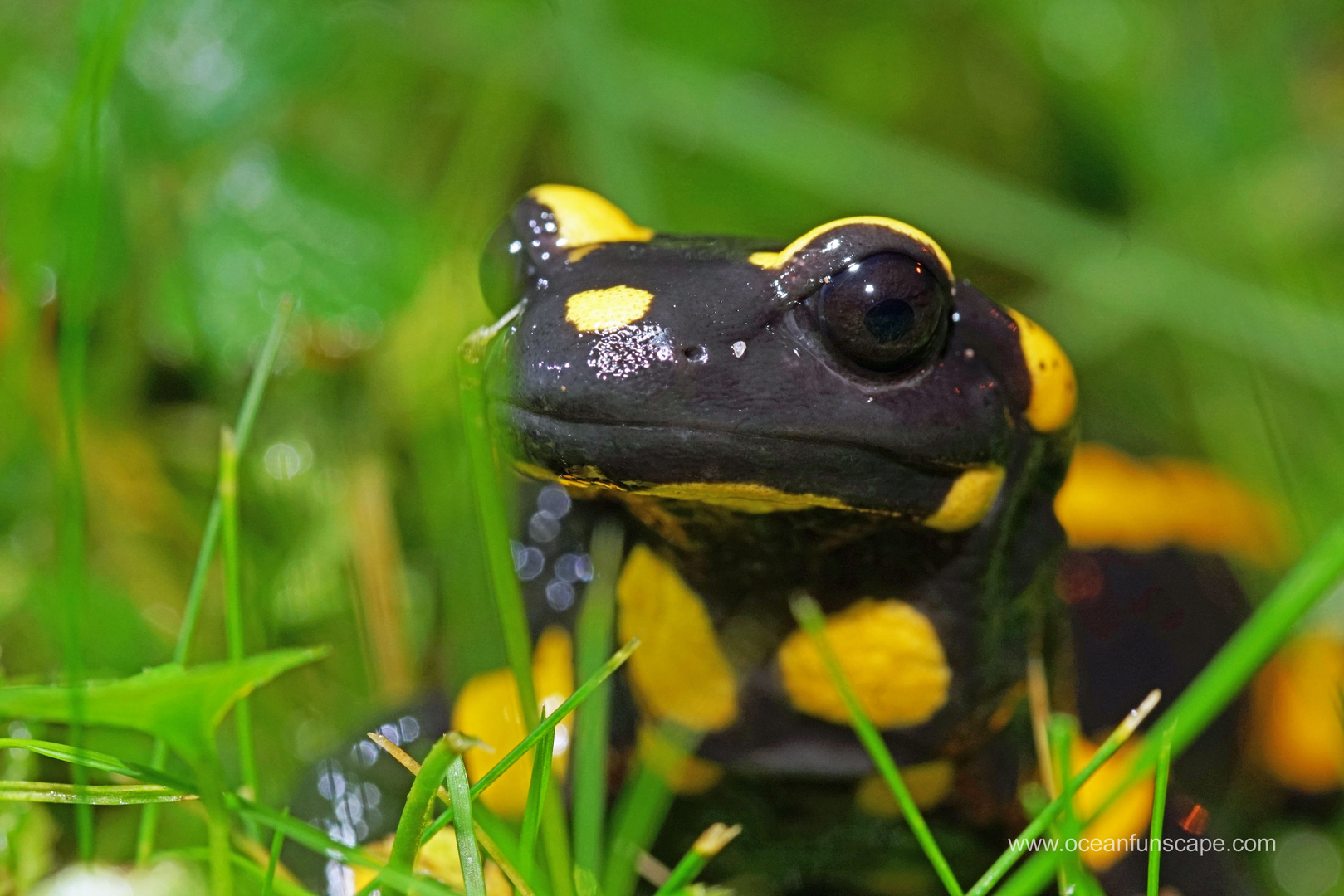 Vielleicht der letzte Feuersalamander in dieser Saison...