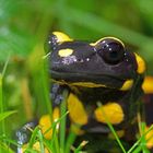 Vielleicht der letzte Feuersalamander in dieser Saison...