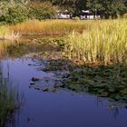 ... vielleicht der letzte goldene Herbsttag in diesem Jahr