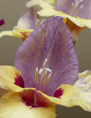 vielleicht die letzten