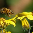 Vielleicht die letzten Pollen die sie heute gesammelt hat 