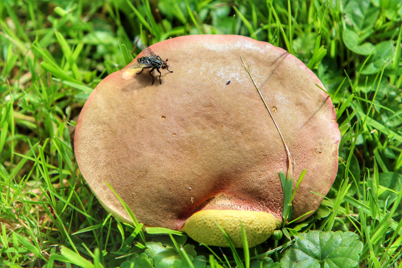 Vielleicht ein Fliegenpilz..