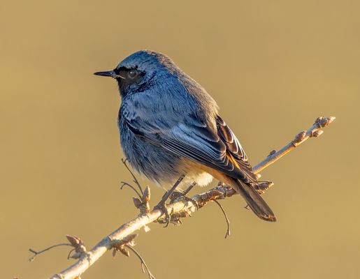 Vielleicht ein Grauschnäpper?