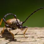 vielleicht ein Holzbock