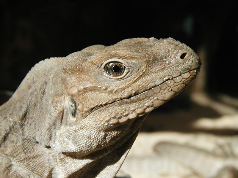 vielleicht ein Varan