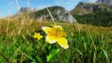 vielleicht eine der letzten Trollblumen für dieses Jahr ;o( von Iris aus den Bergen