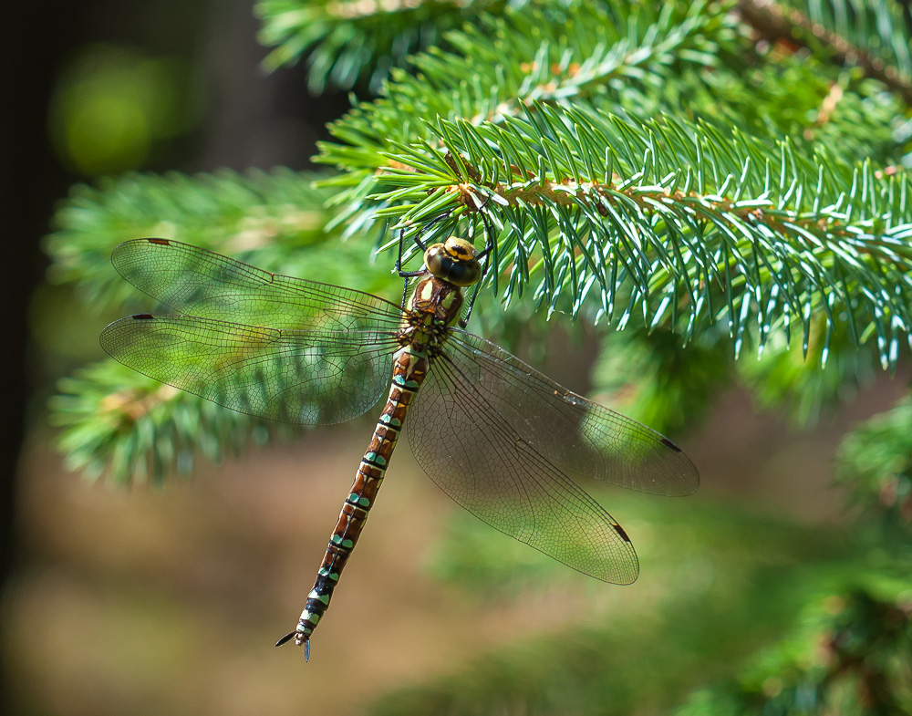 Vielleicht eine Herbst-Mosaikjungfer (Aeshna mixta), Weibchen?