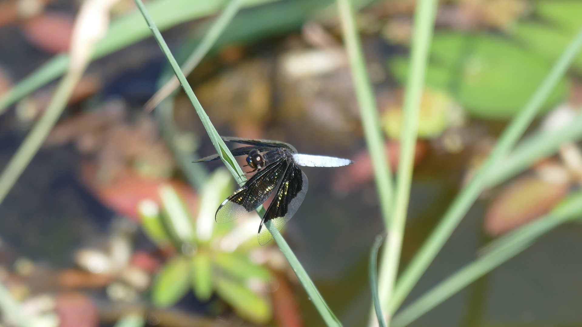 Vielleicht eine St. Lucia Widow Skimmer Libelle