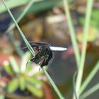 Vielleicht eine St. Lucia Widow Skimmer Libelle