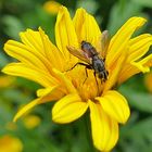 vielleicht finde ich doch noch Geschmack an der Blüte