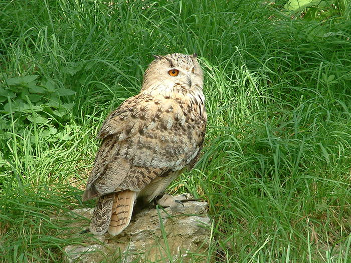 vielleicht haben die Vögel erst fliegen gelernt, als der Mensch auf die Welt kam