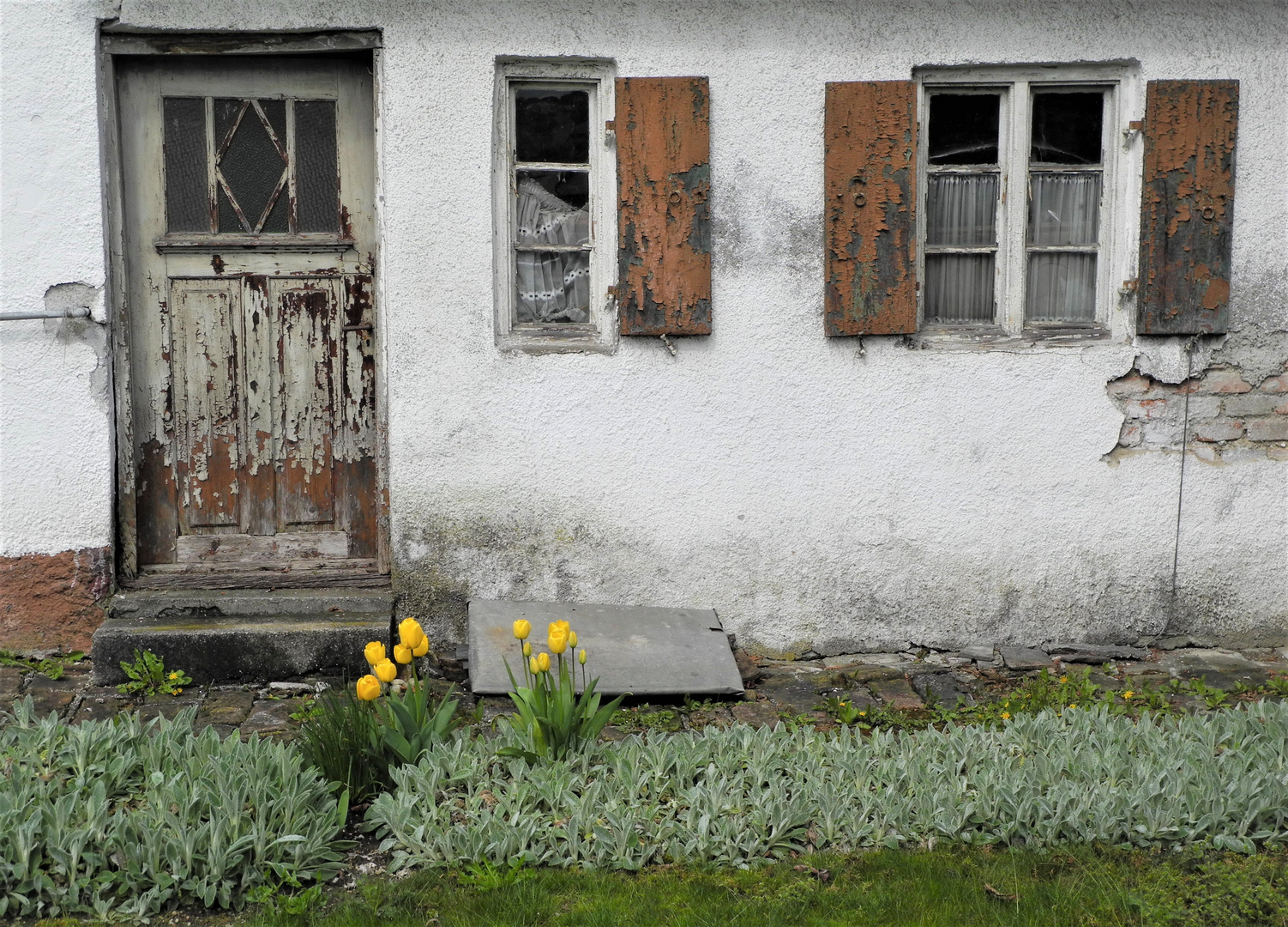 Vielleicht ist der Plan der Tulpen...