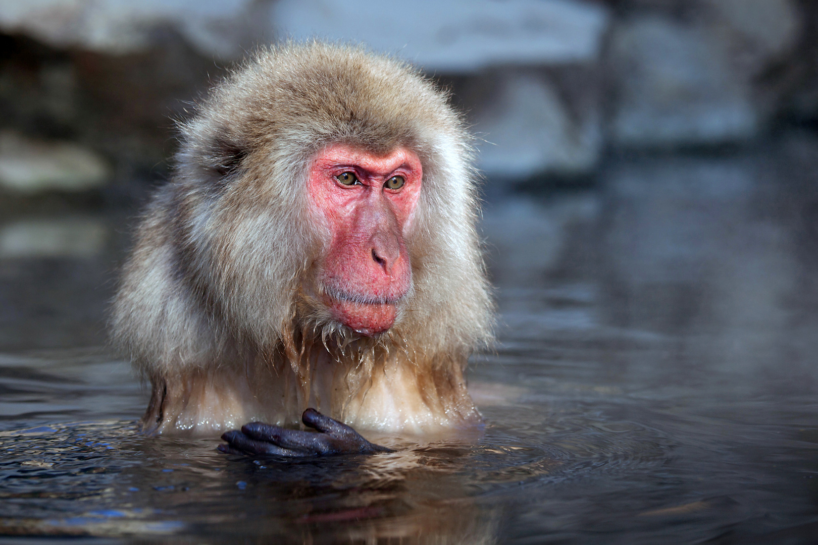 Vielleicht ist es den Affen gar nicht recht, daß wir mit ihnen verwandt sind. © Michael Richter