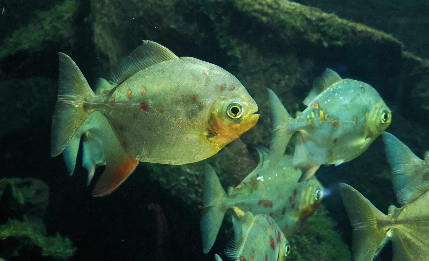 Vielleicht können wir in der Küche bald Fische halten …