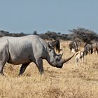 Vielleicht lebt es noch / Spitzmaulnashorn / Etosha 2011