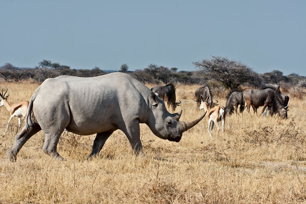 Vielleicht lebt es noch / Spitzmaulnashorn / Etosha 2011