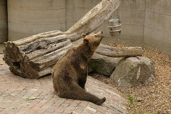 Vielleicht merkt keiner, daß ich kein Baumstamm bin?