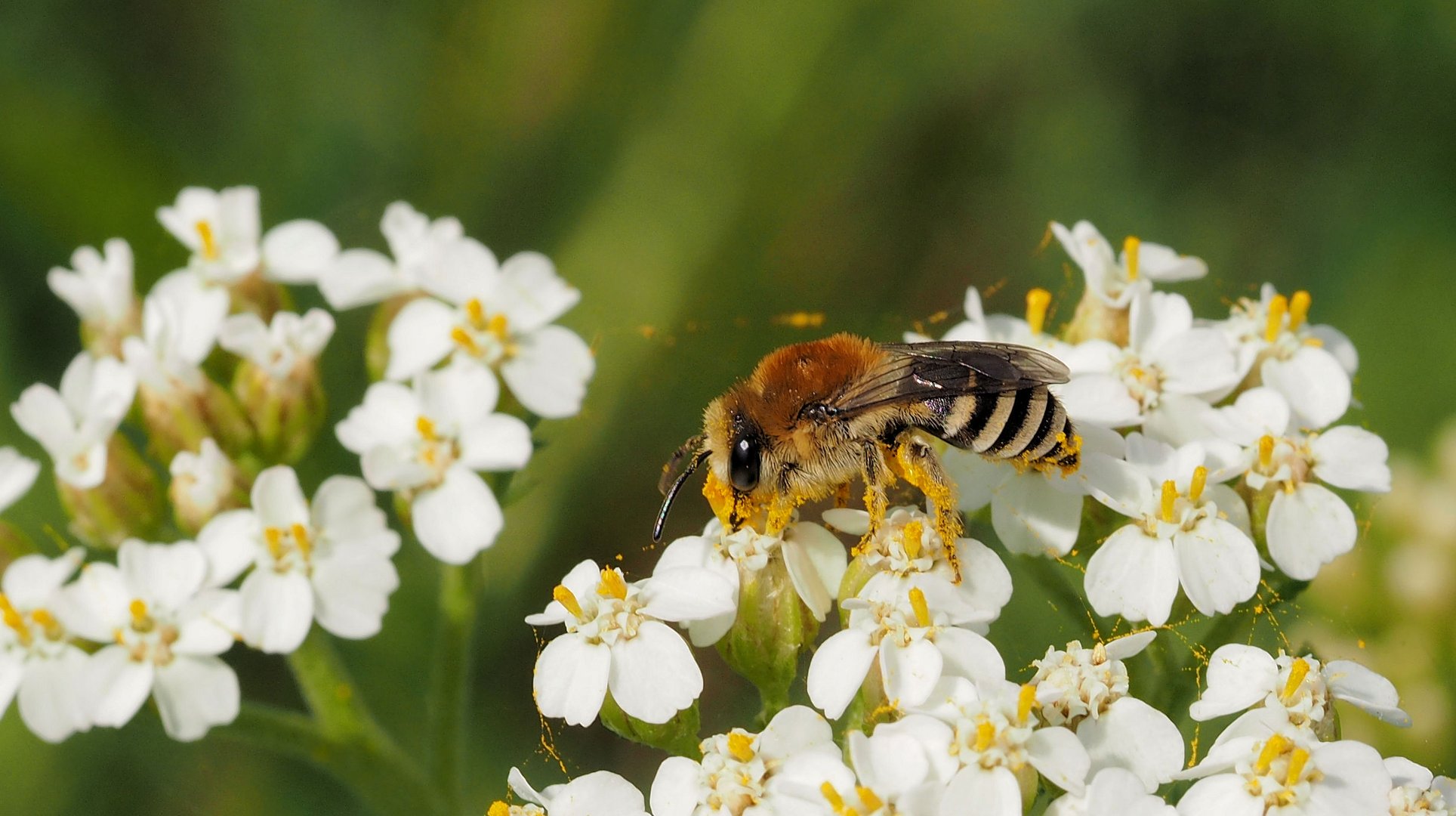 Vielleicht sehen wir bald gar keine Insekten mehr ....