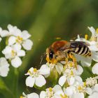 Vielleicht sehen wir bald gar keine Insekten mehr ....