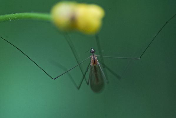Vielleicht so eine Art Stelzmücke...
