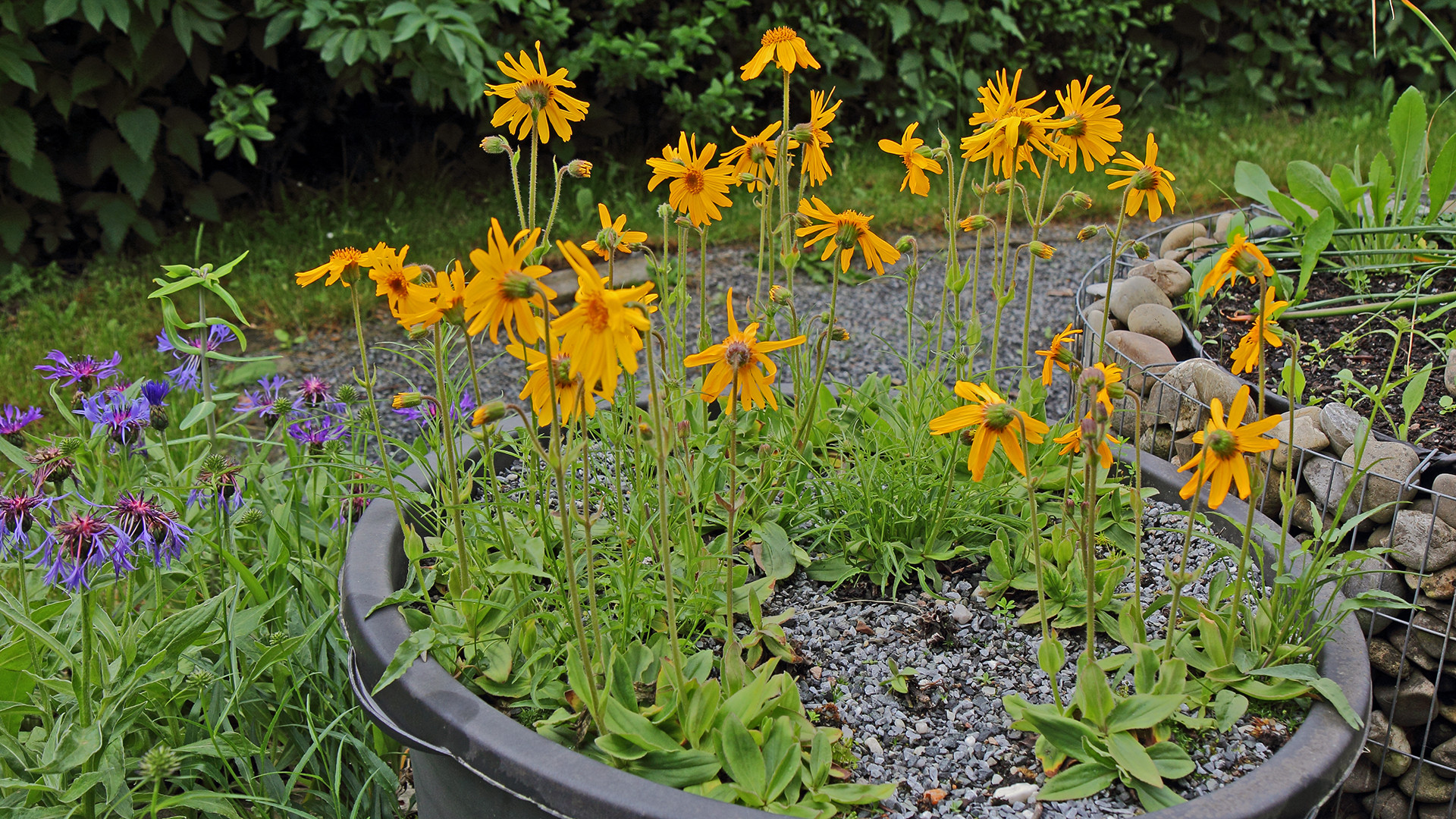 Vielleicht sollte ich die Arnica montana. dem möglicherweise notleidenden...