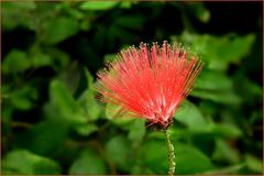 Vielleicht weiß ja Jemand, wie die Blüte heißt