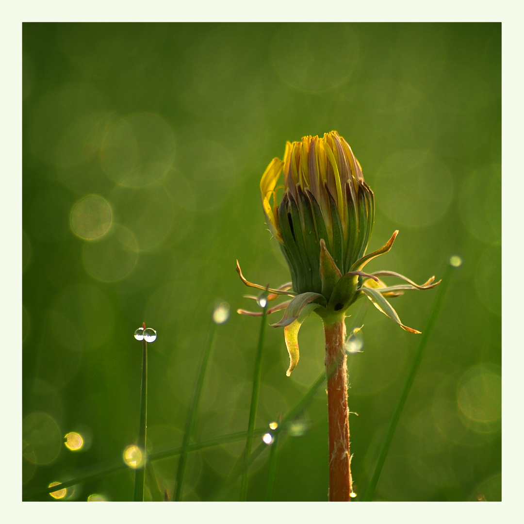 ...vielleicht werde ich mal ne pusteblume...