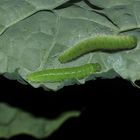 Vielleicht zwei Wochen alte Raupen des Kleinen Kohlweißlings (Piereis rapae)