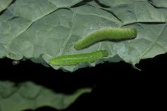 Vielleicht zwei Wochen alte Raupen des Kleinen Kohlweißlings (Piereis rapae)