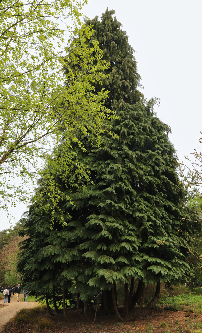 Vielstämmiger Baum (2019_05_03_EOS 6D Mark II_2160_ji