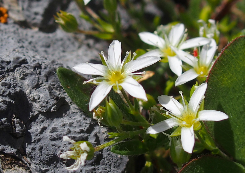 Vielstängeliges Wimper-Sandkraut 'Arenaria multicaulis'