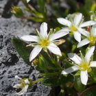 Vielstängeliges Wimper-Sandkraut 'Arenaria multicaulis'