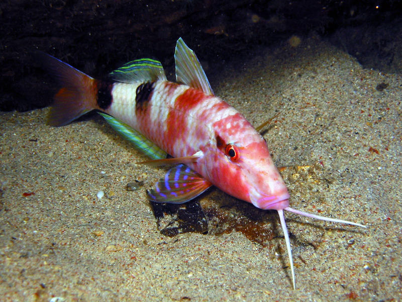 Vielstreifen Meerbarbe - Parapeneus multifasciatus - Manybar Goatfish