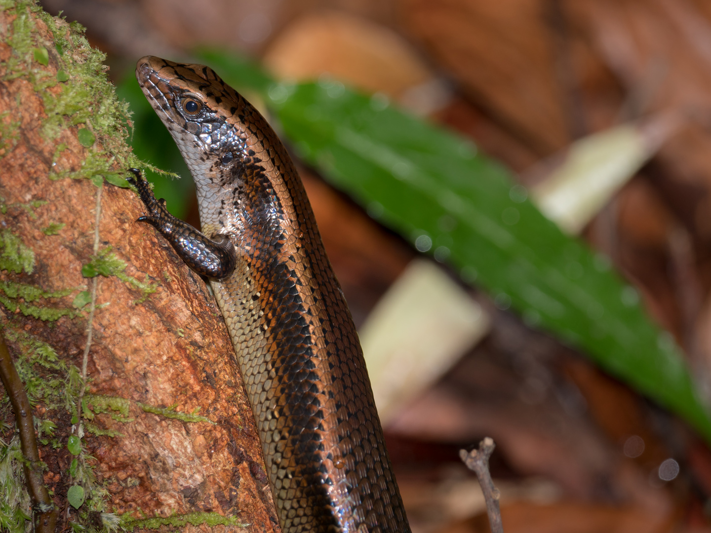 Vielstreifen-Skink