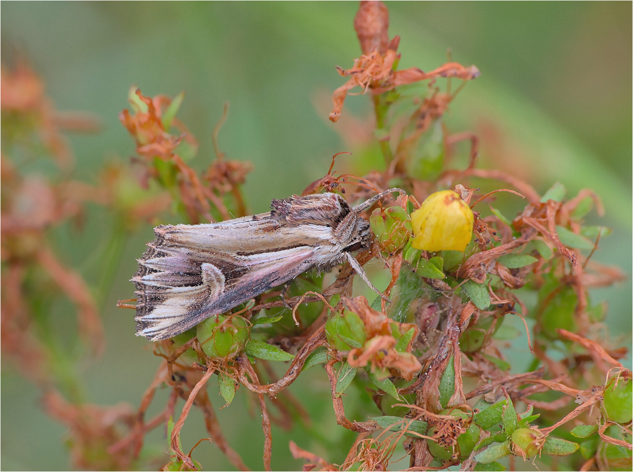 Vielzahn-Johanniskrauteule (Actinotia polyodon)