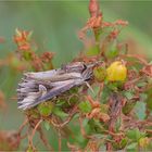 Vielzahn-Johanniskrauteule (Actinotia polyodon)