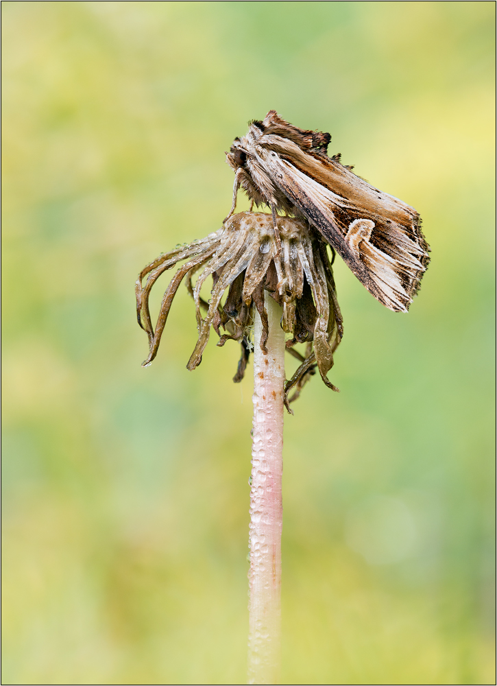 Vielzahn-Johanniskrauteule (Actinotia polyodon)