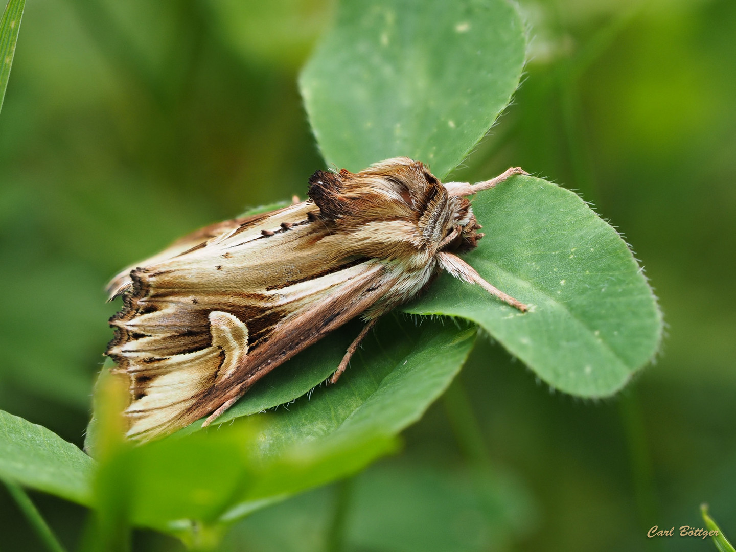 Vielzahn-Johanniskrauteule (Actinotia polyodon)