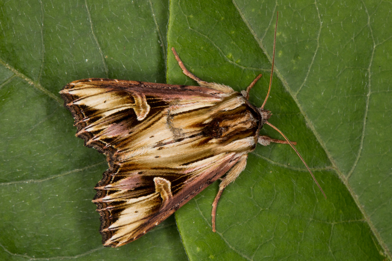 Vielzahn-Johanniskrauteule (Actinotia polyodon)