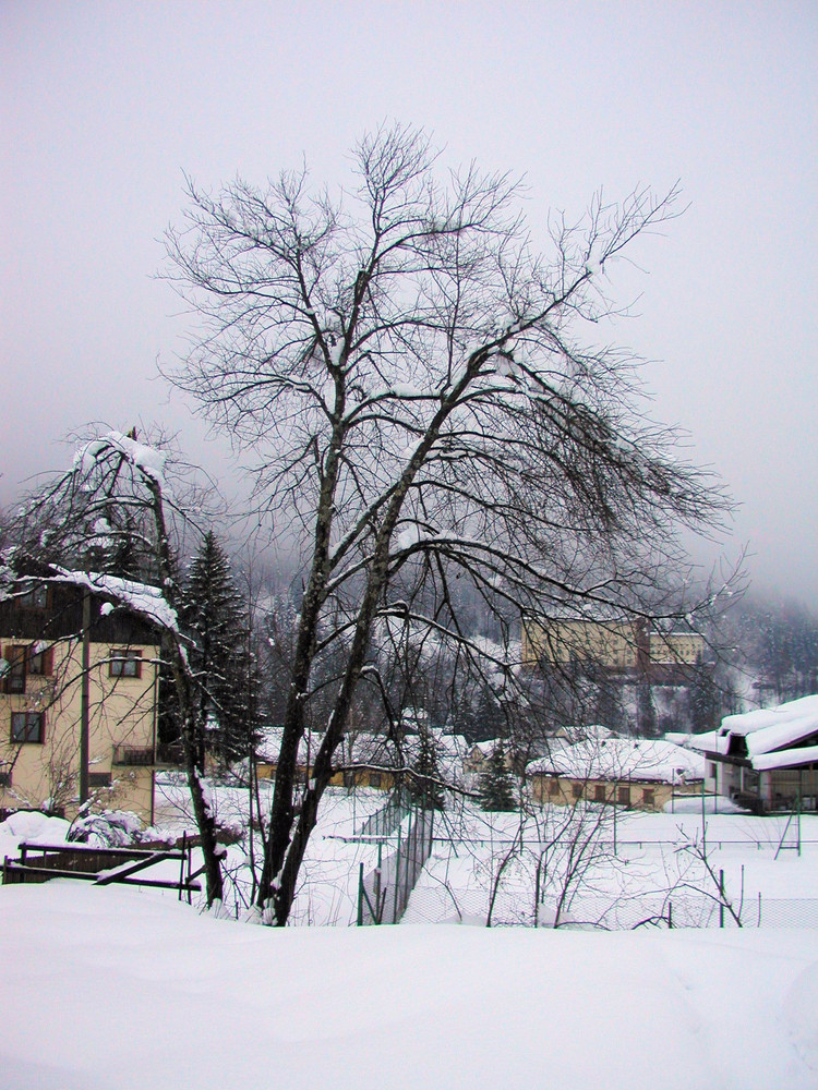 Vien la neve giù.. Tarvisio