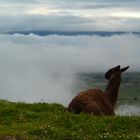 Viendo el amanecer