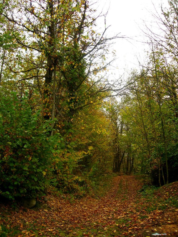 Vieni c'è una strada nel bosco..........