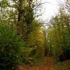 Vieni c'è una strada nel bosco..........